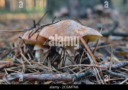 Funghi suillus luteus in aghi di pino secco, Ucraina. Profondità di campo poco profonda, primo piano. Foto Stock