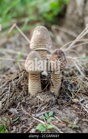 Macrolepiota procera. Tre piccoli funghi parasolo. Ucraina Foto Stock