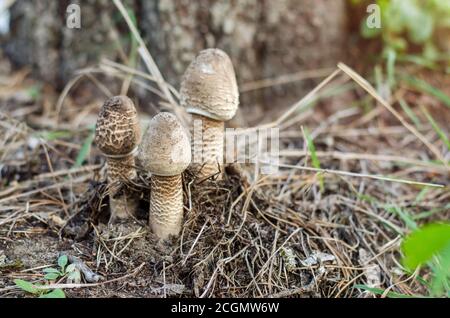 Macrolepiota procera. Tre piccoli funghi parasolo. Ucraina. Profondità di campo poco profonda, primo piano. Foto Stock