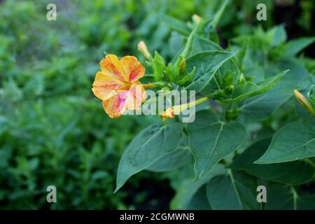 Fiore meraviglia del Perù, False Jalap, Mirabilis Jalapa, don Diego de noche. Foto Stock