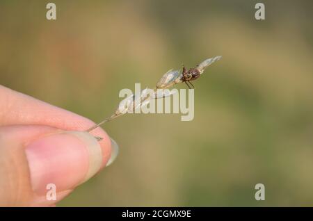 Dermacentor. La zecca si siede sulla lama asciutta di erba durante la caccia. Ucraina. Profondità di campo poco profonda, primo piano. Foto Stock