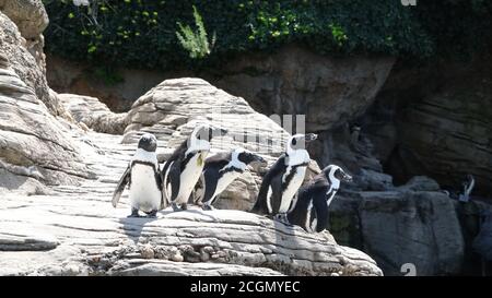 I Penguins africani Foto Stock
