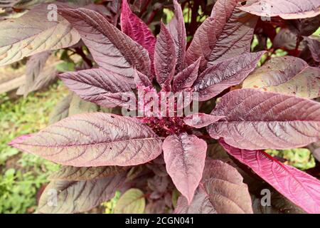 Giardino Orach Atriplex hortensis, amaranto rosso con foglie, fiori, semi. Foto Stock