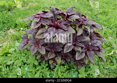 L'amaranto rosso Valentina. Pianta medicinale fresca. Foto Stock