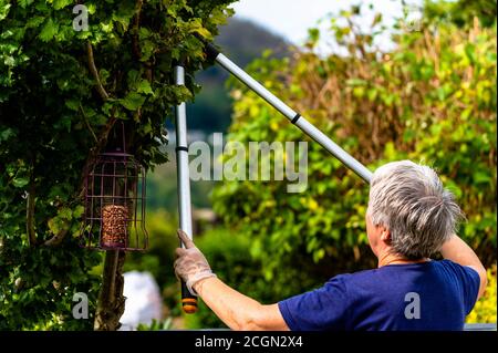 Anziana signora che taglia albero che fa il lavoro domestico del giardino con i taglienti lunghi dell'albero. Foto Stock