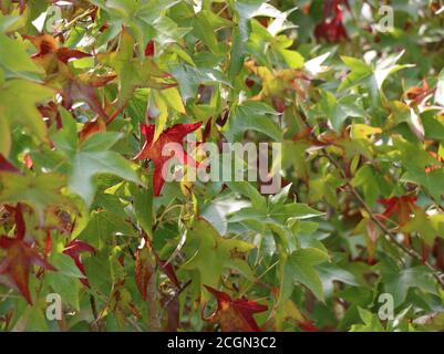 Belle foglie rosse su un albero d'acero all'inizio dell'autunno, California settentrionale. Foto Stock