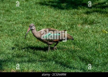 Hadada ibis (Bostrychia hagedash), chiamato anche hadeda, in un campo di erba in una giornata di sole. Foto Stock
