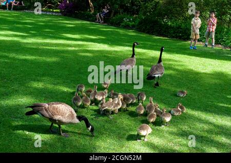 Portland, Oregon - 11 maggio 2013: Oche canadesi (Branta canadensis), madre, padre e pulcini gosling camminando nel parco. Giovani ragazzi che si divertono a nutrirsi Foto Stock