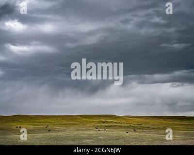 Tempesta di pioggia su pascoli di mucca, Laramie Wyoming USA Foto Stock