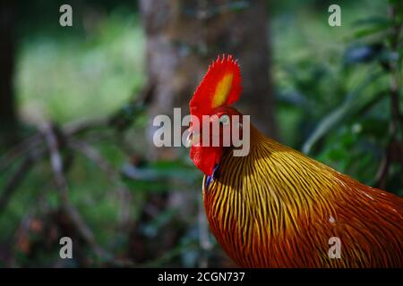 Maschio Sri Lankan Jungle da vicino, con testa rossa e wattles con cerotto giallo, collo dorato e corpo arancione, nel parco nazionale wilpattu, nazionale BI Foto Stock