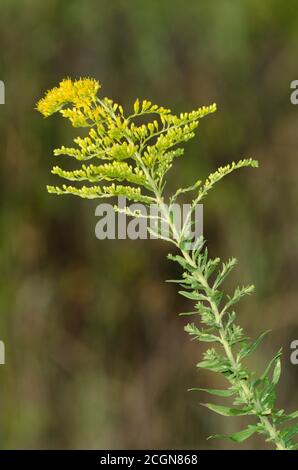Canada Oro, Solidago canadensis Foto Stock