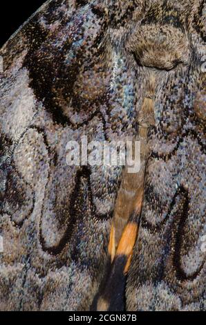 Il Penitente, Catocala piatrix, wing dettaglio Foto Stock