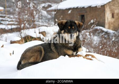 Mastiff Dog tibetano, adagiato sul tumulo delle nevi, al tempio di Waerjai vicino a Chabulang, Muli, Sichuan occidentale, Cina dicembre 2006 concetto: Salda; leale Foto Stock