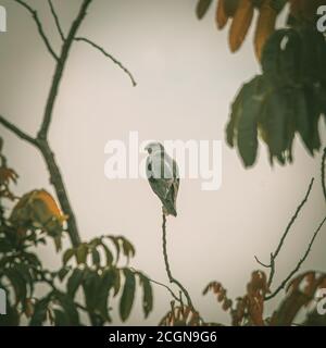 Aquila di mare con la bellatura bianca su un ramo. Foto Stock