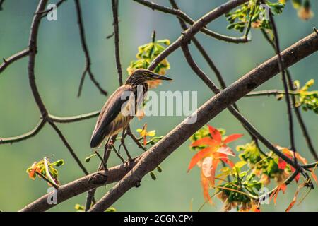 uccello beautyful su albero stock foto Foto Stock