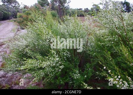 Wedding Bush (Ricinocarpos pinibolius) Woodgate Beach Foto Stock