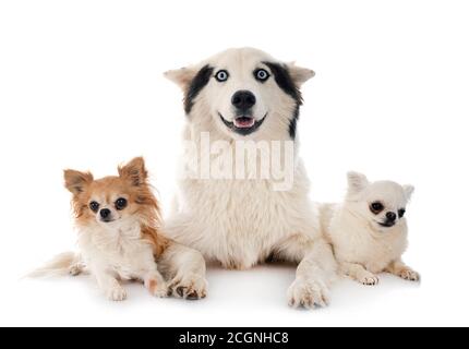 Yakutian Laika e chihuahua di fronte a sfondo bianco Foto Stock