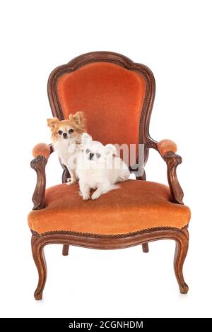 cani piccoli sulla sedia di fronte a sfondo bianco Foto Stock