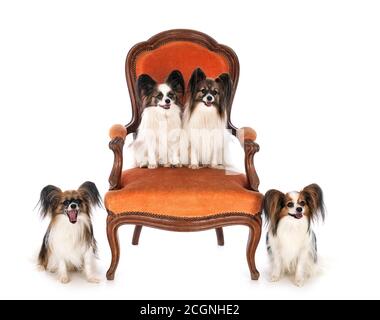 cani piccoli sulla sedia di fronte a sfondo bianco Foto Stock