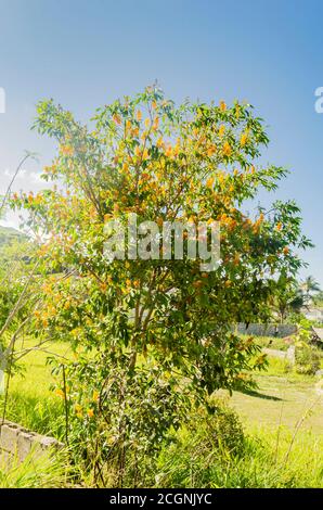 Nanche (Hogberry) albero con fiori Foto Stock