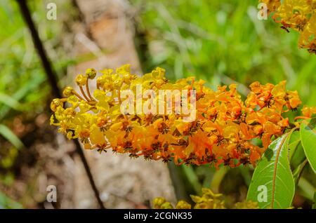 Fiori dell'albero di Kraabu Foto Stock