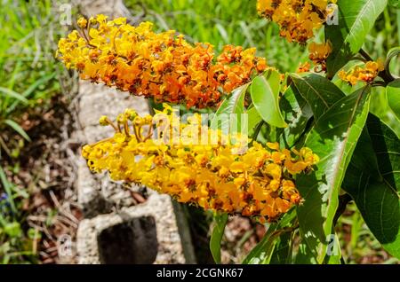 Fiori di Hogbaces Foto Stock