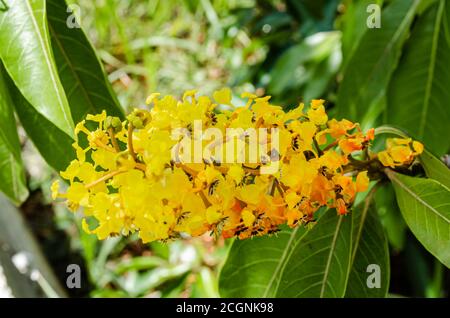 Fioritura della pianta di Kraabu Foto Stock