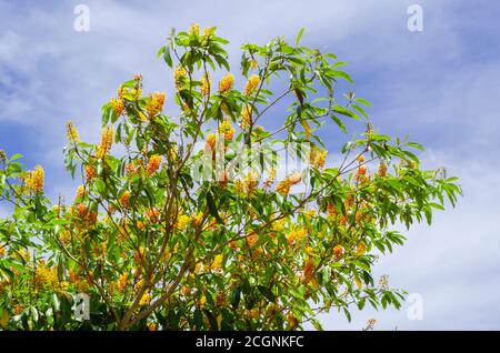 Rami di Hogberry (Nanche) con i fiori Foto Stock