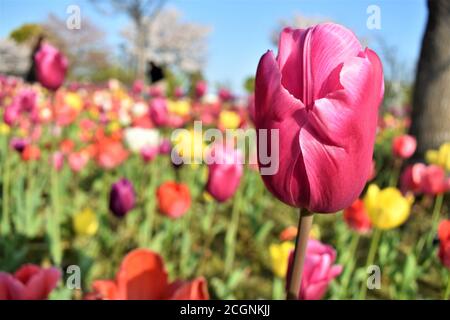 Un campo di bei tulipani rosa, giallo e rosso che sono in piena fioritura Foto Stock