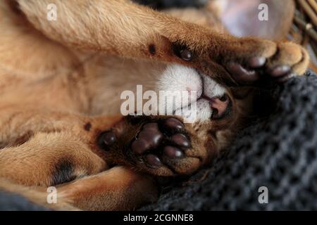 Studio Ritratto della giovane Abissiniana Kitten che si rilassa nel suo gatto cestino Foto Stock