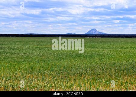 Peak Charles, (antico picco di granito), Great Western Woodlands, Southern, Western Australia Foto Stock