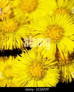 Primaverile nord. Piede di palafio (Tussilago farfarfara) fiorisce prima. Tele di fiori gialli luminosi, sfondo floreale Foto Stock