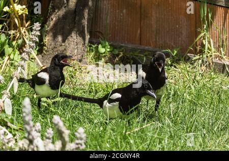 Magpie "Pica Pica Pica" - Adulti con due bambini. Fotografia scattata presso una stazione di alimentazione, Francia sud-occidentale. Foto Stock
