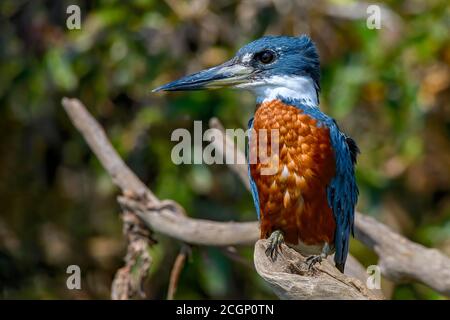 Martin pescatore ad anello (Megaceryle torquata), Pantanal, Mato Grosso, Brasile Foto Stock