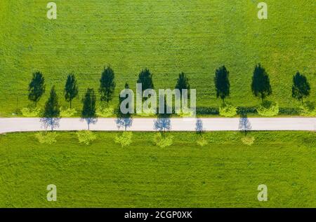 Pear Tree-Allee, montagna nei pressi di Eurasburg, Toelzer-Land, colline alpine, alta Baviera, Baviera, Germania Foto Stock