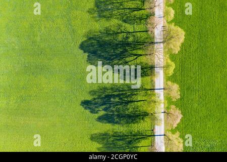 Viale alberato con ombra, Benediktbeuern, Toelzer-Land, colline alpine, alta Baviera, Baviera, Germania Foto Stock