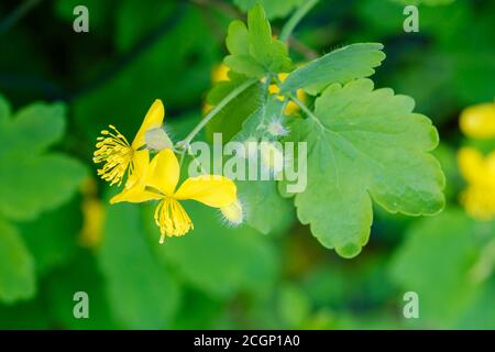 Celandine maggiore (Chelidonium majus), fiori e foglie, piante medicinali, alta Baviera, Baviera, Germania Foto Stock