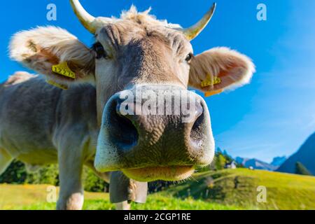 Allgaeuer Braunvieh (Bos primigenius taurus), ritratto di animali, Allgaeu, Baviera, Germania Foto Stock