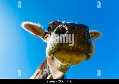 Allgaeuer Braunvieh (Bos primigenius taurus), ritratto di animali, Allgaeu, Baviera, Germania Foto Stock