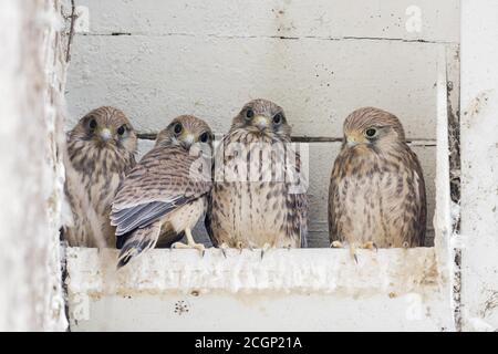 Quattro gheppi comuni (Falco tinnunculus), uccelli giovani, seduti nella scatola di nidificazione, Assia, Germania Foto Stock