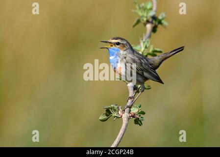 Courtshiping Blueghar (Luscinia svecica) sul suo posto di canzone al tribunale in primavera, Oldenburger Muensterland, Goldenstedt, bassa Sassonia, Germania Foto Stock