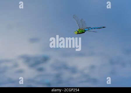 Dragonfly Imperatore (imperatore Anax) in volo a Goldenstedter Moor, Goldenstedt, bassa Sassonia, Germania Foto Stock