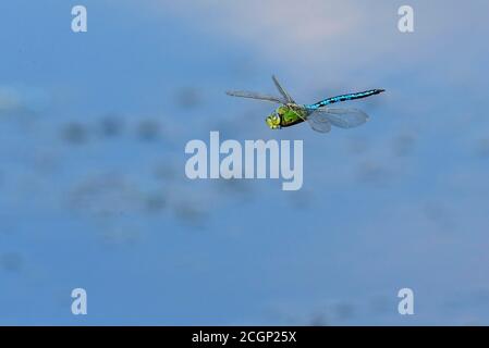 Dragonfly Imperatore (imperatore Anax) in volo a Goldenstedter Moor, Goldenstedt, bassa Sassonia, Germania Foto Stock