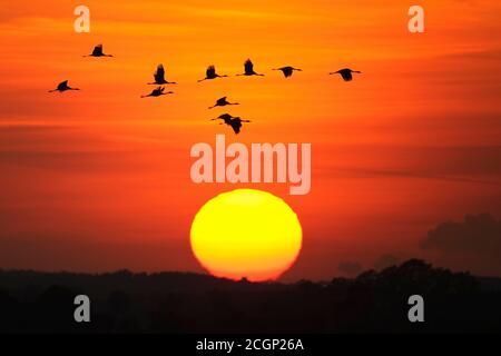 Gru migratorie (grus grus) in autunno di fronte al tramonto, Goldenstedter Moor, migrazione di uccelli, Oldenburger Muensterland, bassa Sassonia, Germania Foto Stock