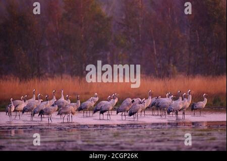 Gru (grus grus), gregge di uccelli al posto letto in acque poco profonde, Goldenstedter Moor, migrazione di uccelli, uccelli migratori, Oldenburger Foto Stock