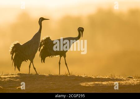 Silhouette of Grey Common Cranesn (grus grus), coppia di animali, corteggiamento all'alba, danza delle gru, Vaestergoetland, Svezia Foto Stock