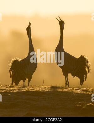 Silhouette of Grey Common Cranesn (grus grus), coppia di animali, corteggiamento all'alba, danza delle gru, Vaestergoetland, Svezia Foto Stock