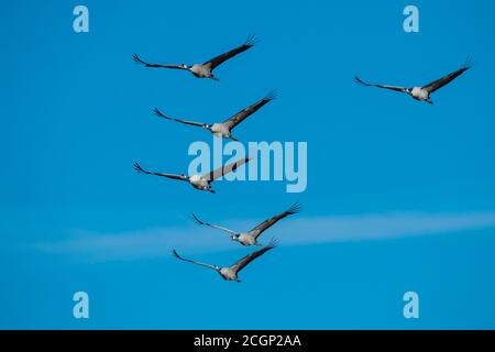 Gruppo Cranee comune (grus grus) che vola di fronte al cielo blu, migrazione di uccelli, Vaestergoetland, Svezia Foto Stock