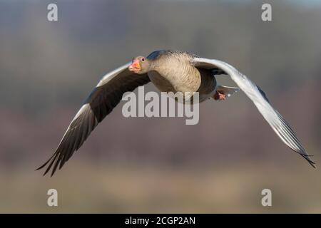 Flying Greylag Goose (anser anser), frontale, uccello migratorio, Vaestergoetland, Svezia Foto Stock