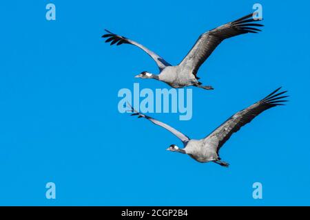 Gru comuni grigie (grus grus) che volano di fronte al cielo blu, uccello migratorio, Vaestergoetland, Svezia Foto Stock